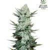 Tangie'matic Auto - 5PACK - Feminised - Fast Buds Seeds