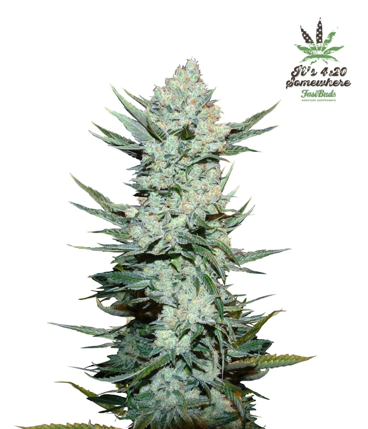 Tangie'matic Auto - 5PACK - Feminised - Fast Buds Seeds 3 Tangie'matic Auto - 5PACK - Feminised - Fast Buds Seeds