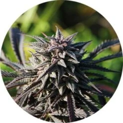 Tao Purple - Regular - 10pack - Regular - Top Tao Seeds