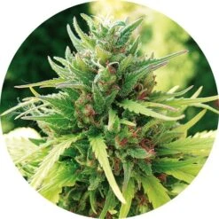 Tao Matic - Regular - Top Tao Seeds