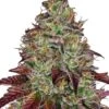 Tezla OG - 5-pack - Feminised - Sensi Seeds -Uitgelichte Plantenzaadwinkel tezla og feminized xl