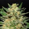 Thai Fantasy - 5PACK - Feminised - Kannabia Seeds 2 Thai Fantasy - 5PACK - Feminised - Kannabia Seeds -Uitgelichte Plantenzaadwinkel thai fantasy product image 110