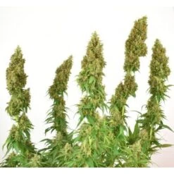 THC-Victory - Feminised - Dutch Passion -Uitgelichte Plantenzaadwinkel thc victory 2