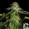 818 Headband - 6PACK - Feminised - Cali Connection 1 818 Headband - 6PACK - Feminised - Cali Connection -Uitgelichte Plantenzaadwinkel the cali connection corleone kush1