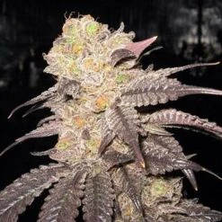 Purple Diesel - 6-pack - Feminised - Cali Connection