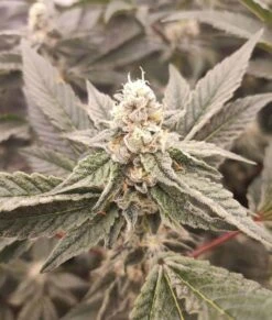 Golden Pussy - 5PACK - Feminised - Grateful Seeds