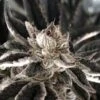 Punch The Cake - 6PACK - Feminised - The Plug Seeds -Uitgelichte Plantenzaadwinkel the plug seedbank punch the cake
