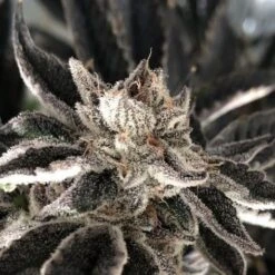 Punch The Cake - 6PACK - Feminised - The Plug Seeds