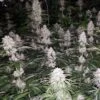 Spumoni - 6PACK - Feminised - The Plug Seeds 2 Spumoni - 6PACK - Feminised - The Plug Seeds -Uitgelichte Plantenzaadwinkel the plug seedbank spumoni