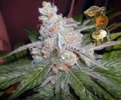 The Purps - 6PACK - Feminised - BC Bud Depot 7 The Purps - 6PACK - Feminised - BC Bud Depot -Uitgelichte Plantenzaadwinkel the purps cup