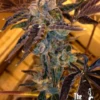LA Cookies - 6-pack - Feminised - Cali Connection -Uitgelichte Plantenzaadwinkel the cali connection seeds la cookies 1