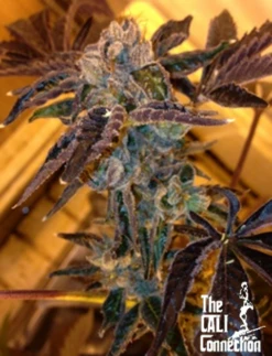 LA Cookies - 6-pack - Feminised - Cali Connection