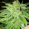 Strawberry OG - 6PACK - Feminised - Cali Connection 1 Strawberry OG - 6PACK - Feminised - Cali Connection -Uitgelichte Plantenzaadwinkel the cali connection seeds strawberry og