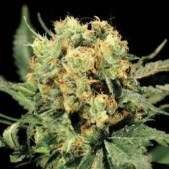 The Church - Feminised - Green House -Uitgelichte Plantenzaadwinkel the church