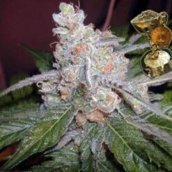 The Purps - 12PACK - Regular - BC Bud Depot