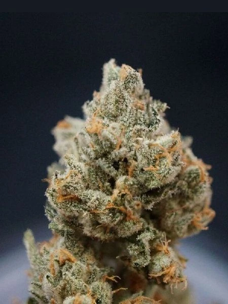 Citron Givré (Birthday Cake Selected) - 5PACK - Feminised - T.H.Seeds 6 Citron Givré (Birthday Cake Selected) - 5PACK - Feminised - T.H.Seeds - Afbeelding 4