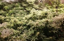 Watermelon Zkittlez - 5-pack - Feminised - Pure Instinto Seeds