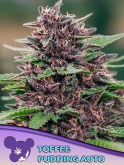 Toffee Pudding Auto - Feminised - Anesia Seeds