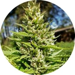 Tao Mix 2 - 15PACK - Regular - Top Tao Seeds