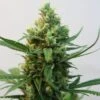 Toxic - 5-pack - Feminised - Ripper Seeds -Uitgelichte Plantenzaadwinkel toxic feminized cannabis seeds