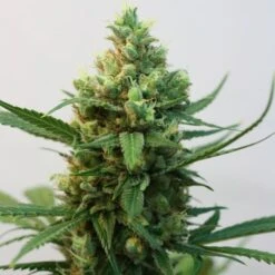 Toxic - 5-pack - Feminised - Ripper Seeds