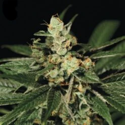 Train Wreck - Feminised - Green House -Uitgelichte Plantenzaadwinkel train wreck