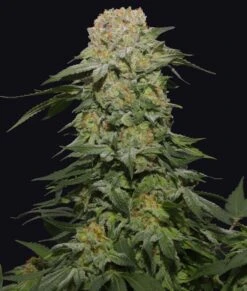 Tropical Rain - 5-pack - Feminised - Grateful Seeds