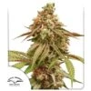 Tropical Tangie - Feminised - Dutch Passion -Uitgelichte Plantenzaadwinkel tropical tangie