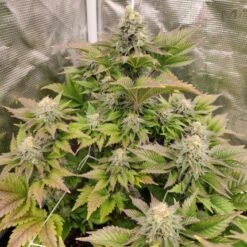 Tropical Tangie - Feminised - Dutch Passion -Uitgelichte Plantenzaadwinkel tropical tangie 2