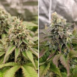 Tropical Tangie - Feminised - Dutch Passion -Uitgelichte Plantenzaadwinkel tropical tangie 3