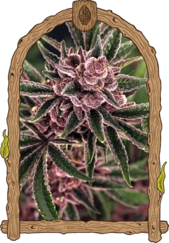 Tropical Fuel - 5PACK - Feminised - Exotic Seed