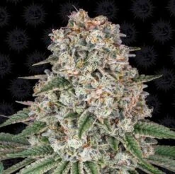 Tropicanna Banana - 5-pack - Feminised - Barney's Farm