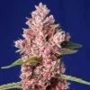Tropicanna Poison F1 Fast Version - Feminised - Sweet Seeds 2 Tropicanna Poison F1 Fast Version - Feminised - Sweet Seeds -Uitgelichte Plantenzaadwinkel tropicanna poison f1 fast version r sws85