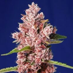 Tropicanna Poison F1 Fast Version - Feminised - Sweet Seeds