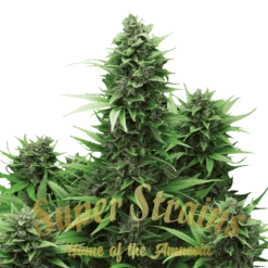 Turing Autoflowering - 5PACK - Feminised - Super Strains