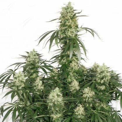 The Ultimate - Feminised - Dutch Passion