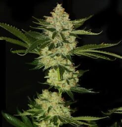 Underdawg OG - 5PACK - Feminised - T.H.Seeds -Uitgelichte Plantenzaadwinkel underdawg