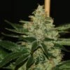 Underdawg OG - 5PACK - Feminised - T.H.Seeds 1 Underdawg OG - 5PACK - Feminised - T.H.Seeds -Uitgelichte Plantenzaadwinkel underdawg2