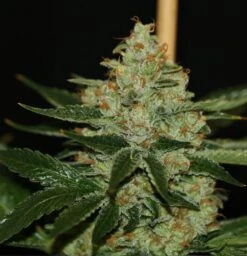 Underdawg OG - 5PACK - Feminised - T.H.Seeds