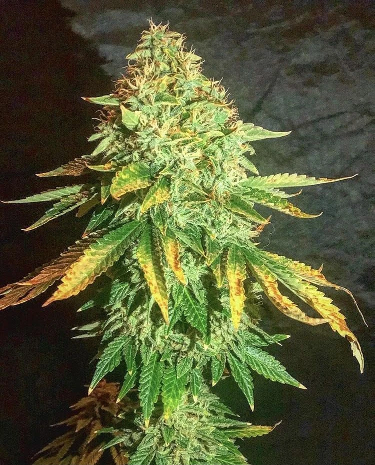 Pure Ice Cream - 5-pack - Feminised - Pure Instinto Seeds 4 Pure Ice Cream - 5-pack - Feminised - Pure Instinto Seeds - Afbeelding 2