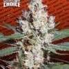 L.A. Amnesia - Chong's Choice - Feminised - Paradise Seeds -Uitgelichte Plantenzaadwinkel unspecified