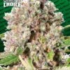 Mendocino Skunk - Chong's Choice - Feminised - Paradise Seeds 1 Mendocino Skunk - Chong's Choice - Feminised - Paradise Seeds -Uitgelichte Plantenzaadwinkel unspecified 1 2