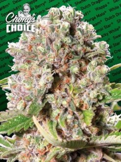 Mendocino Skunk - Chong's Choice - Feminised - Paradise Seeds