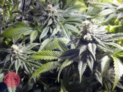 Valley Kush - 5pack - Feminised - Accelerator Seeds