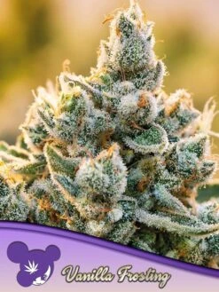 Vanilla Frosting - 5PACK - Feminised - Anesia Seeds