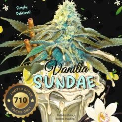 Vanilla Sundae - 5-pack - Feminised - T.H.Seeds