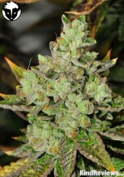 Venom OG -12PACK - Regular - Rare Dankness