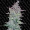 Vertigo - Feminised - Paradise Seeds -Uitgelichte Plantenzaadwinkel vertigo