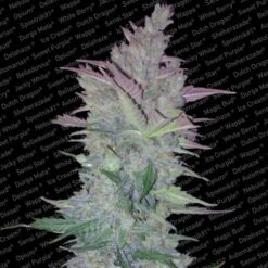 Vertigo - Feminised - Paradise Seeds