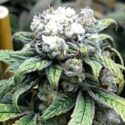 Vibe Shift - 6-pack - Feminised - Mosca Seeds